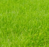 Rationalizarea udatului – Guest Post