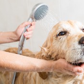 Cum alegi salonul de frizerie canina in Timisoara?
